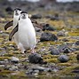 Penguin Slide